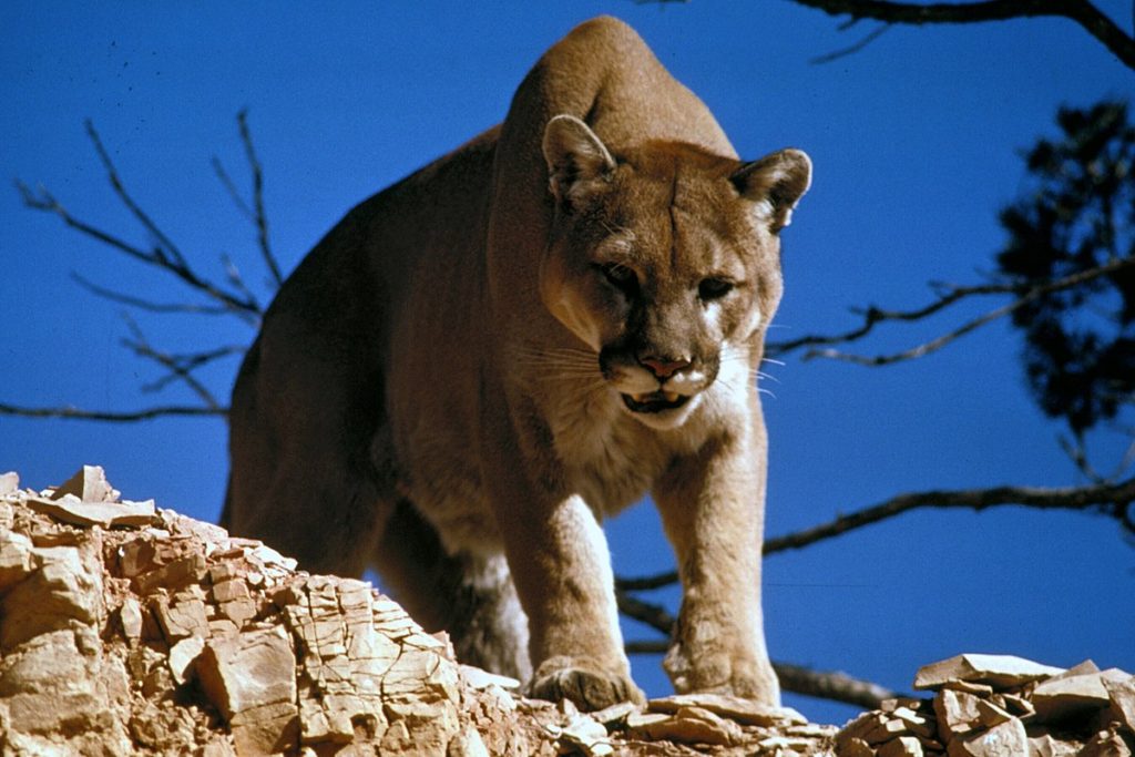 El calentamiento global detrás de la aparición de una puma y su cría en el Lago Hermoso