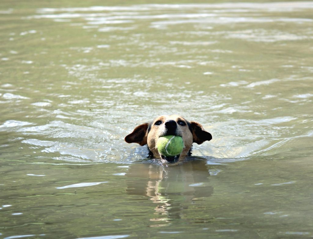 Presentaron un proyecto para crear un «balneario amigable» para mascotas