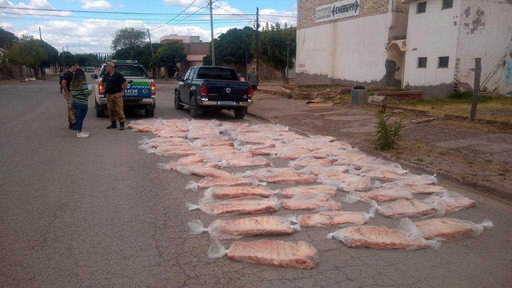 Decomisan 92 costillares transportados ilegalmente en Conesa