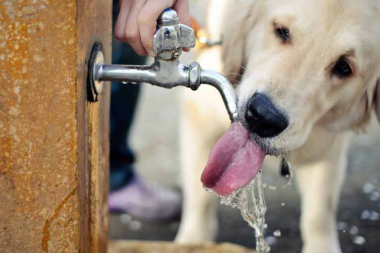 Cómo evitar los golpes de calor en las mascotas