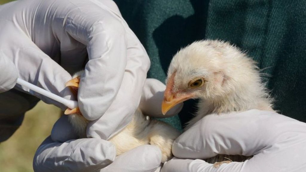 Esperan laboratorio por posible caso de gripe aviar en Zapala