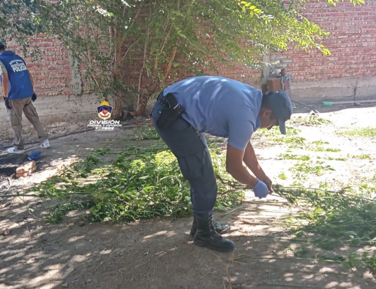 Detienen a un joven por tener 160 plantas de marihuana