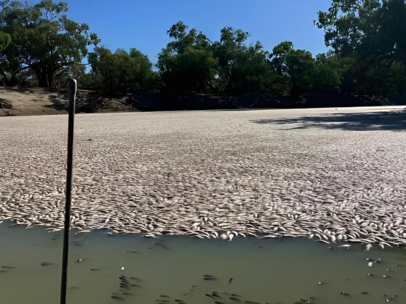 Millones de peces muertos bloquean un río australiano: «Hay hasta donde llega la vista»