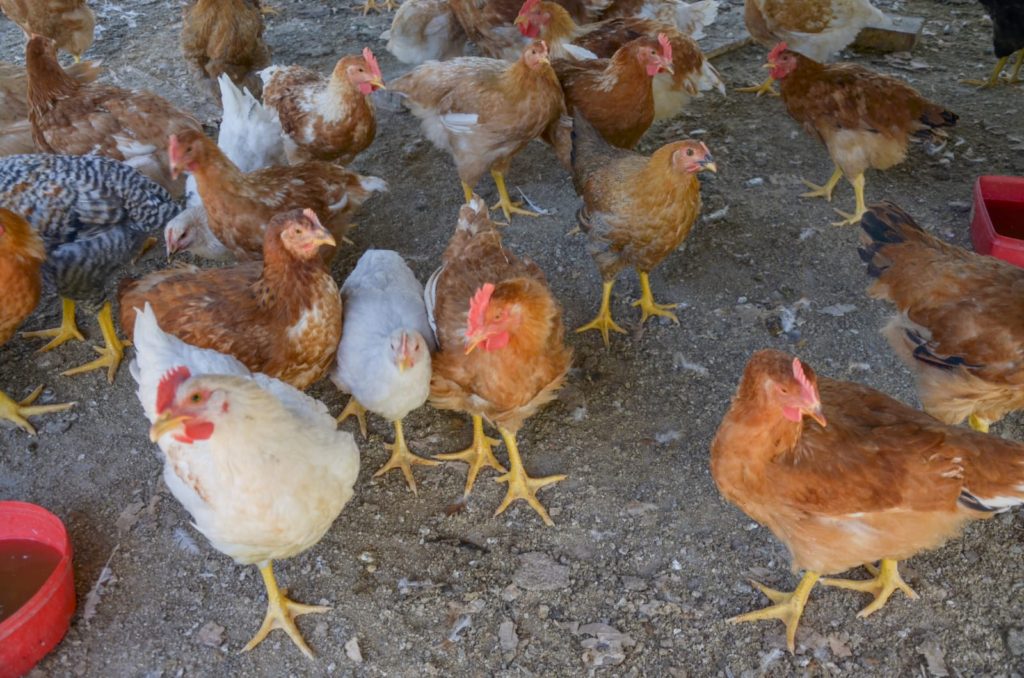 Plottier: Niegan que pollos enterrados por gripe aviar contaminen las napas de agua