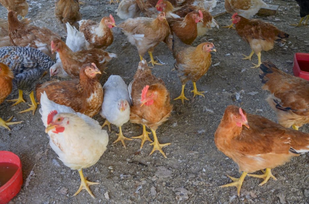 La granja de Senillosa afectada por la gripe aviar no seguirá produciendo
