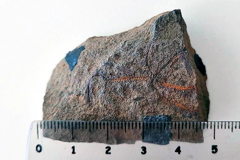 Confirman el hallazgo de un fósil de hace 193 millones de años en Neuquén