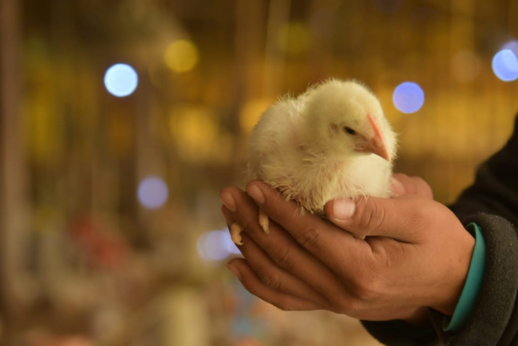Gripe aviar: Productores de China Muerta perdieron más de 30 mil gallinas ponedoras