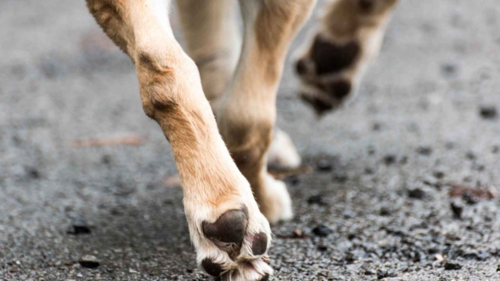 Rescatan a perro Dogo en Centenario