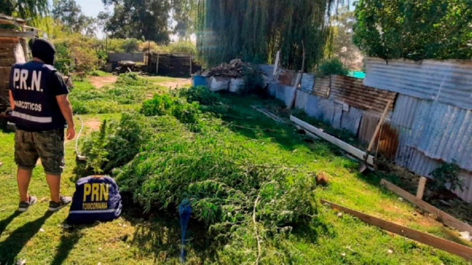 Descubren importante plantación de marihuana en Cinco Saltos y Contralmirante Cordero