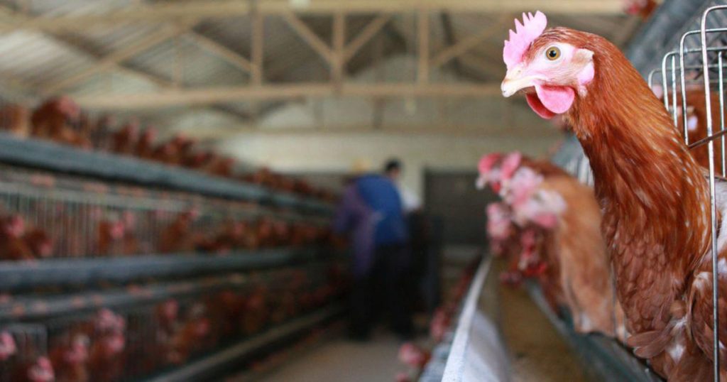Gobierno brindará ayuda económica a granja afectada por gripe aviar