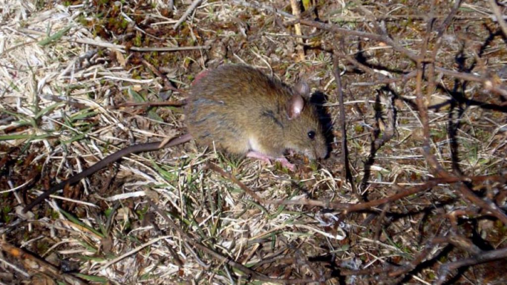 Se confirmó un caso de hantavirus en San Martín de los Andes