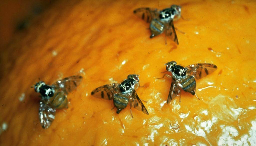 Cinco Saltos en alerta: Mosca de los frutos amenaza la producción frutícola