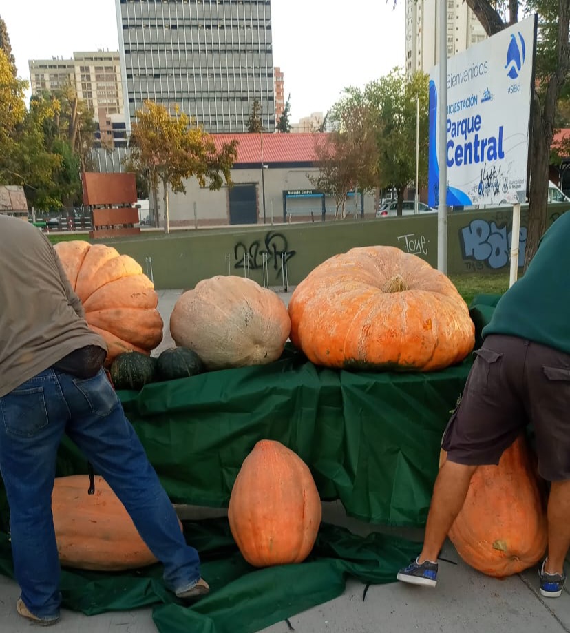 Alto zapallo: PRODA esta de feria con sus calabazas gigantes