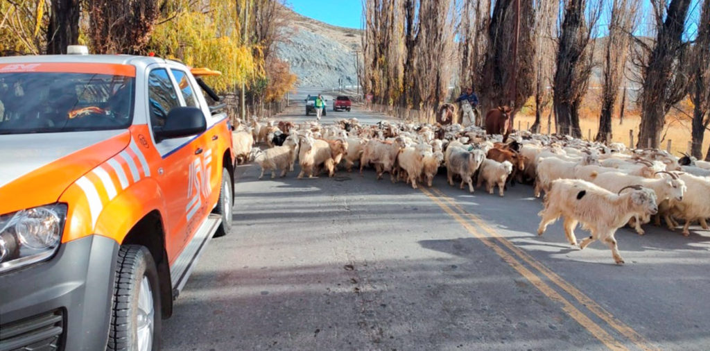 Por el finde de Pascua y la trashumancia piden extrema precaución en las rutas neuquinas