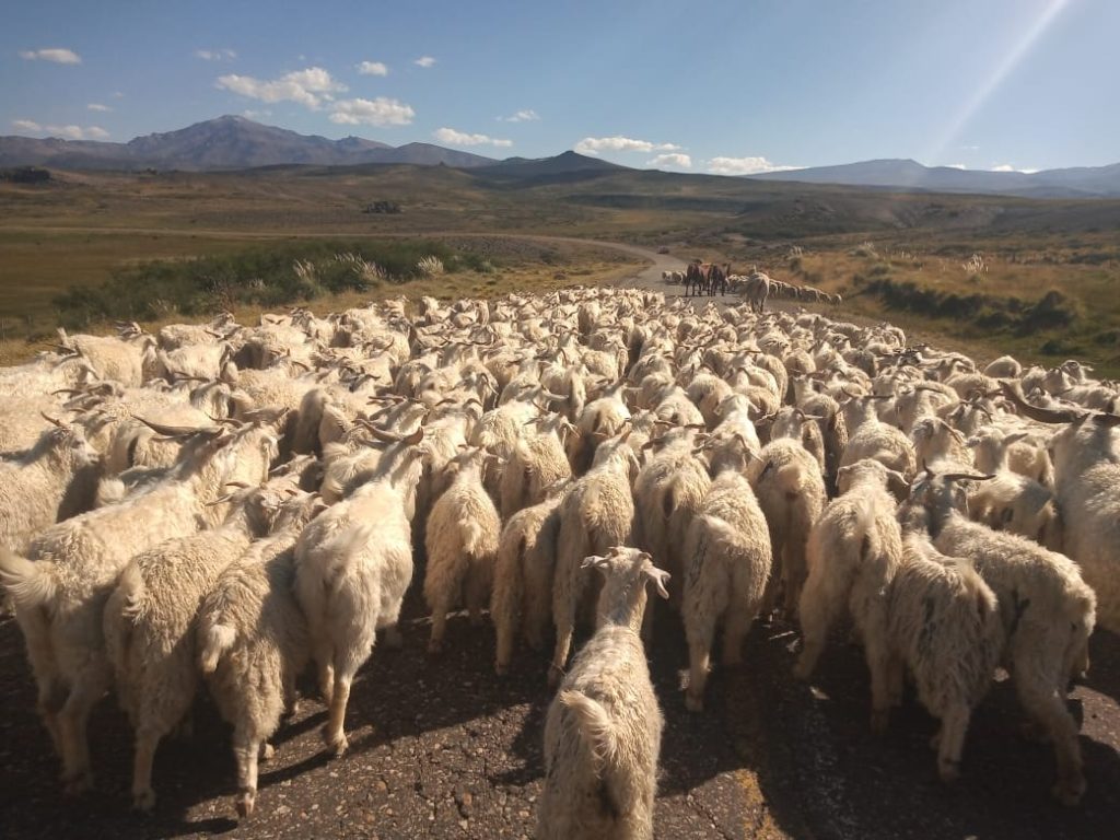 Crianceros se sienten «desamparados» por la falta de operativos de trashumancia