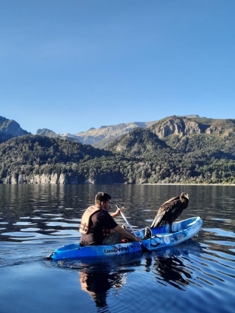 Emblemático cóndor rescatado en el Lago Traful por autoridades y vecinos