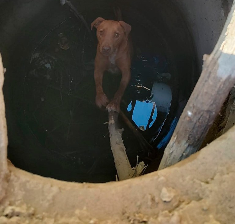 Rescatan a perrito que había caído a un pozo séptico