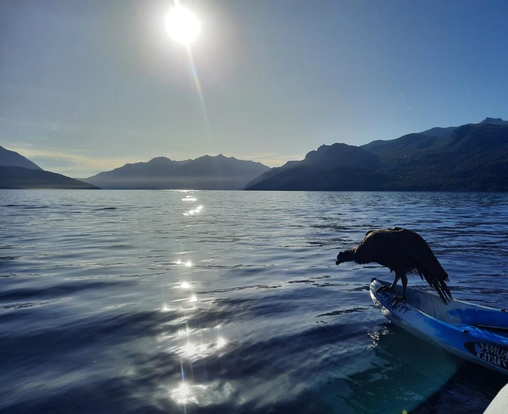 Cóndor rescatado en Lago Traful evoluciona favorablemente y podría ser liberado en breve