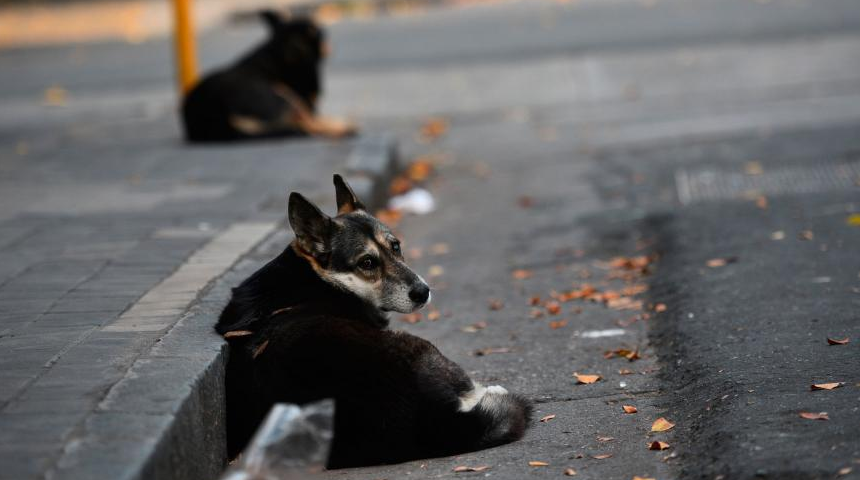 Vecinos de Cipolletti denuncian envenenamiento masivo de mascotas