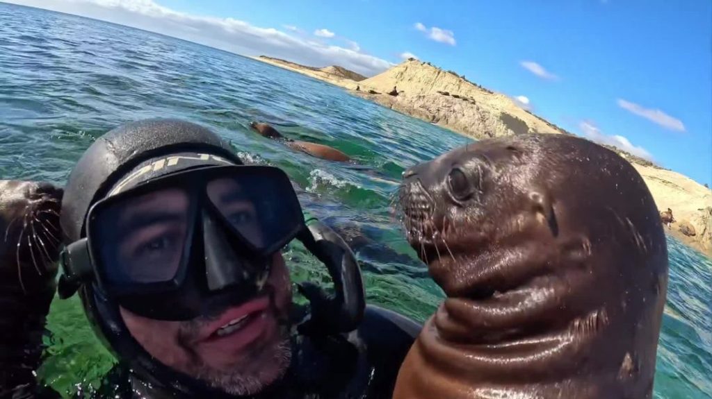 Lobos marinos enamoran a buzo en Puerto Madryn con besos y abrazos acuáticos