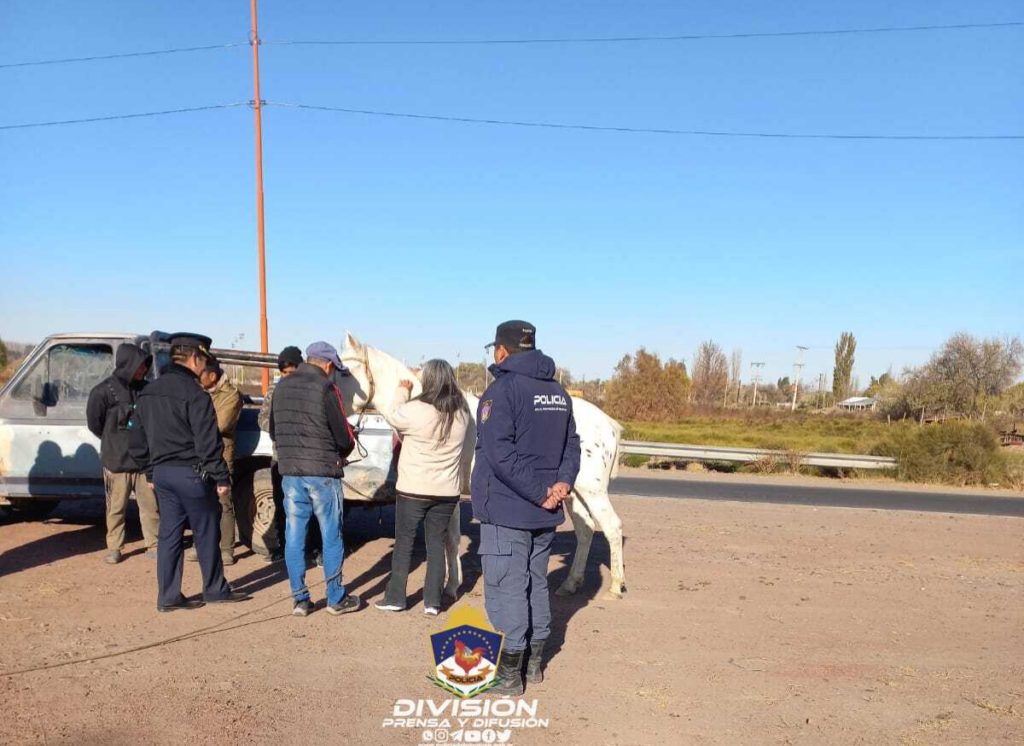 Caballito robado en San Patricio del Chañar fue hallado en San Isidro