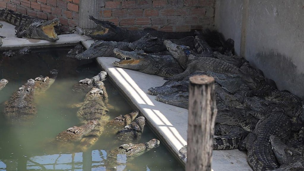 Hombre muere despedazado por cocodrilos en Camboya