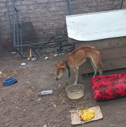 Mujer policía adoptó un perrito rescatado