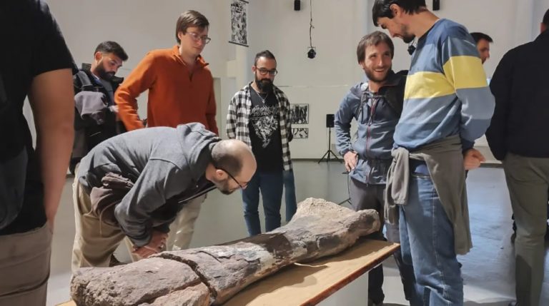 Descubre al Gigante Jurásico: Los asombrosos fósiles del Chucarosaurus en Cipolletti