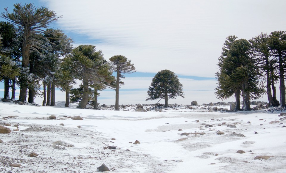 ¿A que se debe el abandono del centro de nieve de Primeros Pinos?