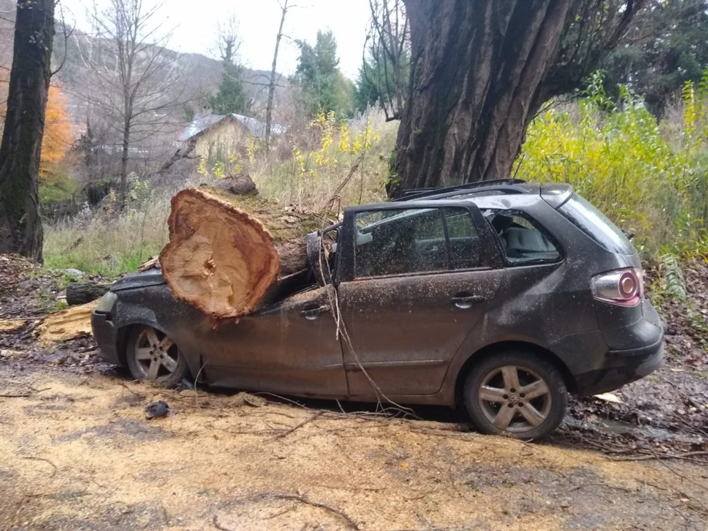 Impactante incidente en San Martin de los Andes: un vehículo resulta aplastado por la caída de un árbol, pero sin ocupantes