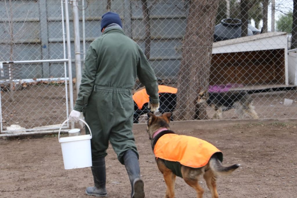 Multarán al propietario de los perros que atacaron a un hombre