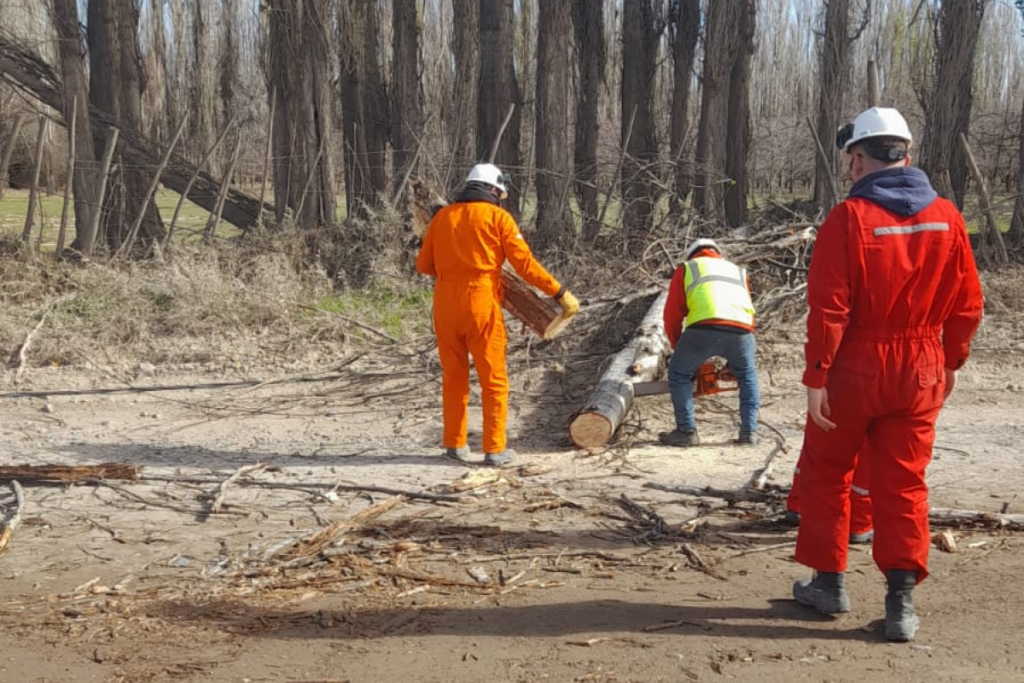 Cayó una alameda en Valentina Norte por las fuertes ráfagas