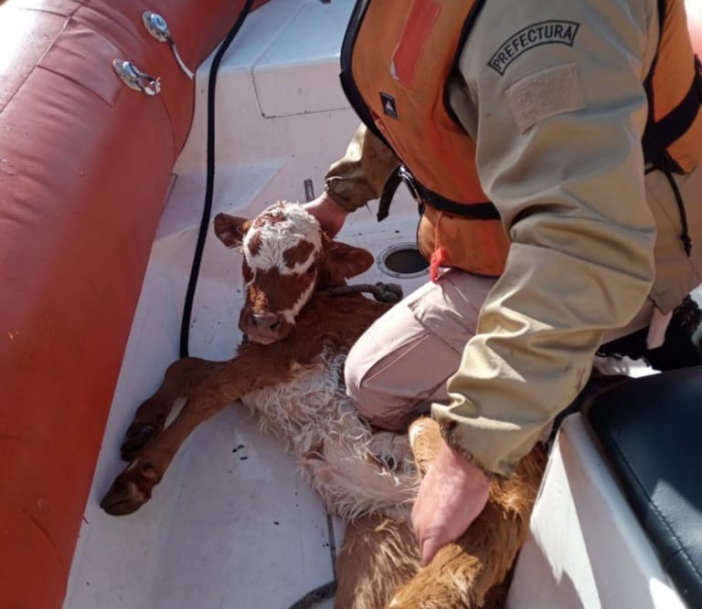 Ternero fue rescatado cuando se ahogaba en el lago Lácar