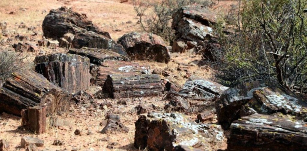 El Sauce: El Bosque Petrificado fue declarado patrimonio cultural e histórico provincial