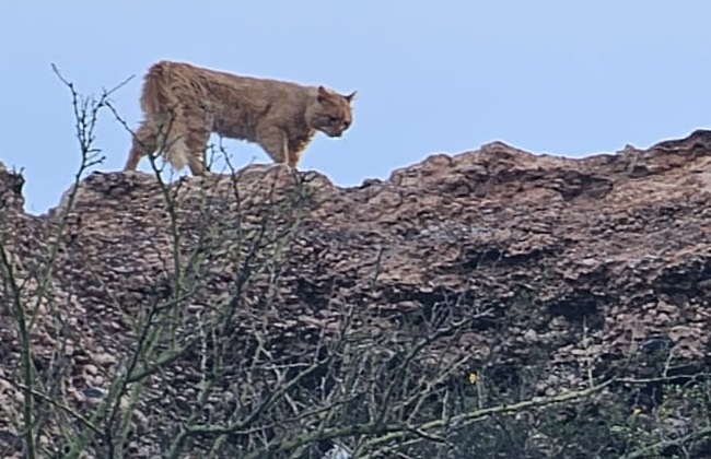 Alerta por dos pumas sueltos en las bardas de Centenario