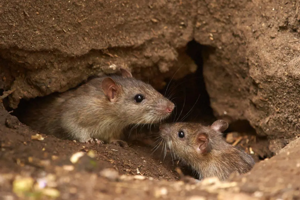 Trasladaron a una persona con hantavirus desde Villa Traful a Neuquén