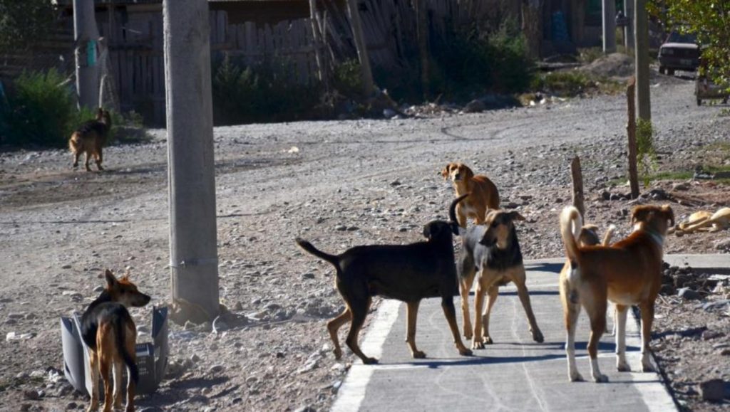 Vecinos de China Muerta denunciaron envenenamiento de perros callejeros