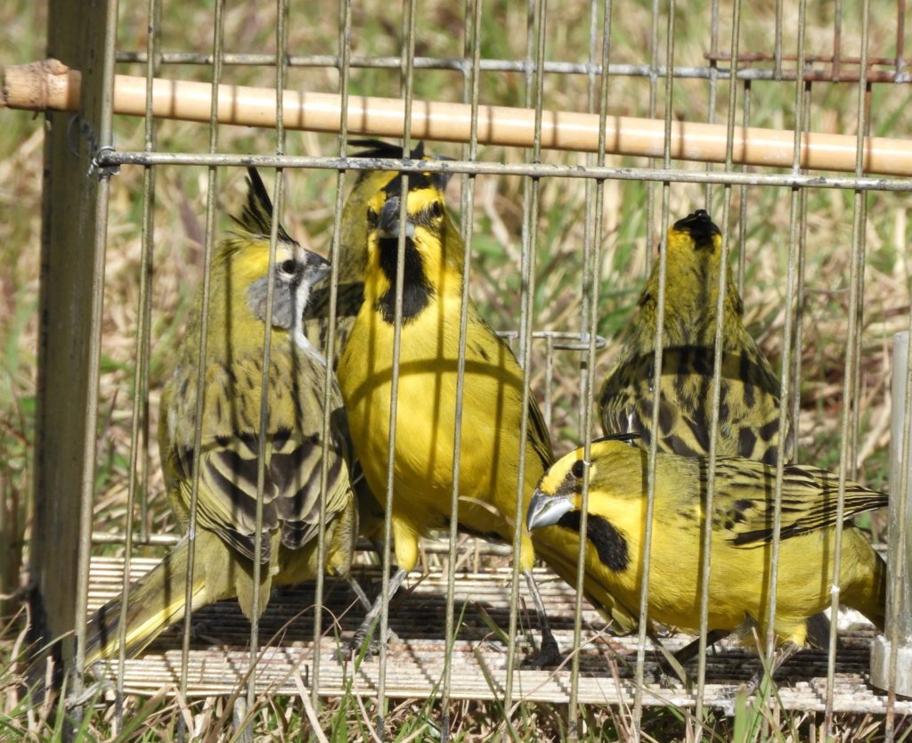 Río Negro: Secuestran 34 aves protegidas en dos allanamientos