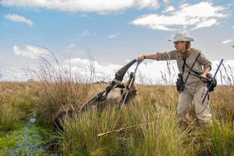 Nació un ejemplar de oso hormiguero gigante en el Parque Nacional Iberá