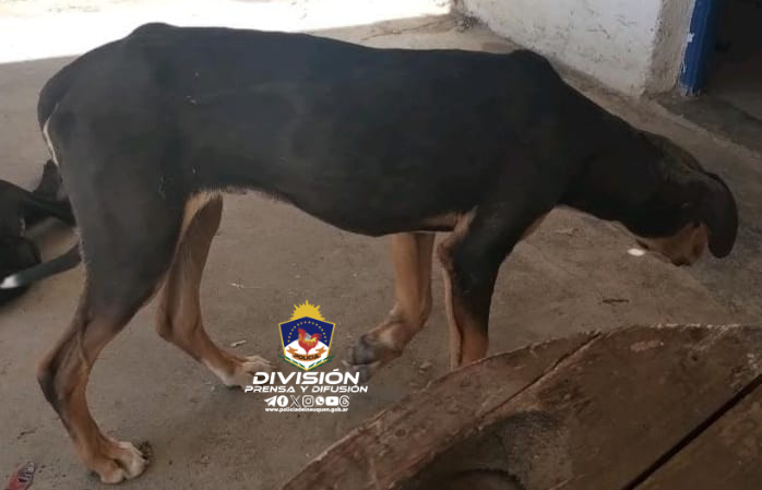 Abren causa a personas por maltrato animal en Bajada del Agrio