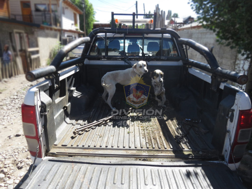 Rescatan a dos perritos desnutridos de una vivienda en San Martín de los Andes
