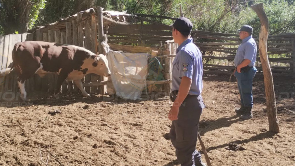 Recuperan un valioso vacuno en el paraje Bajada Vieja