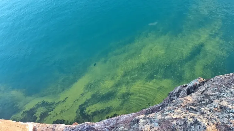 El Chocón: Alerta por algas verdeazules