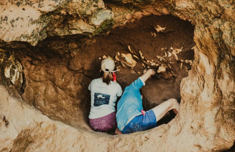 Descubrieron los restos fósiles de perezosos gigantes en Mar del Plata