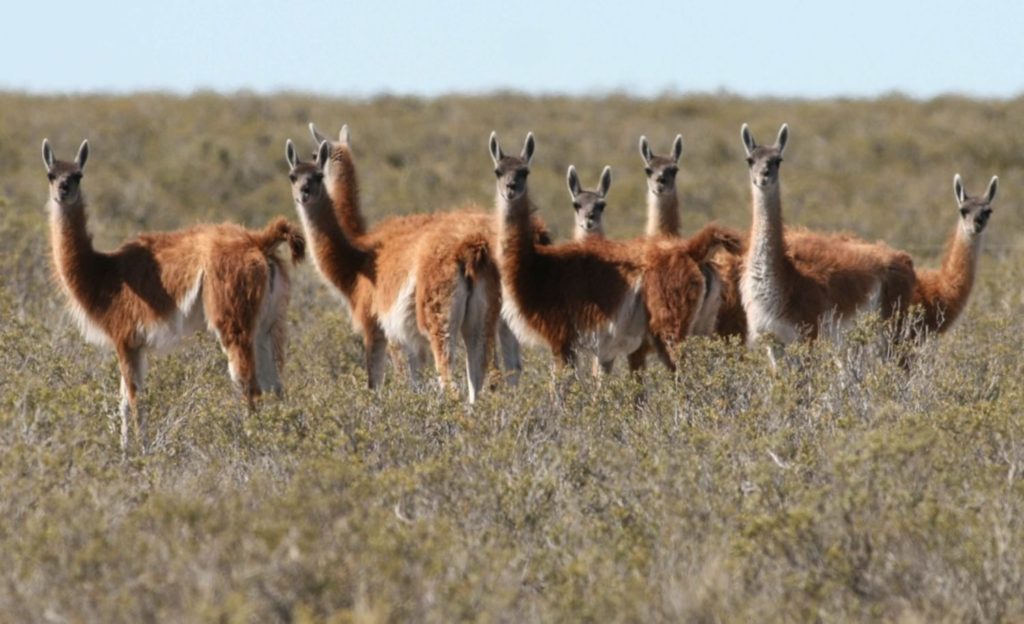 Chubut y los guanacos: Bullrich dijo que la sacaron de contexto e insistió en la minería en la meseta patagónica