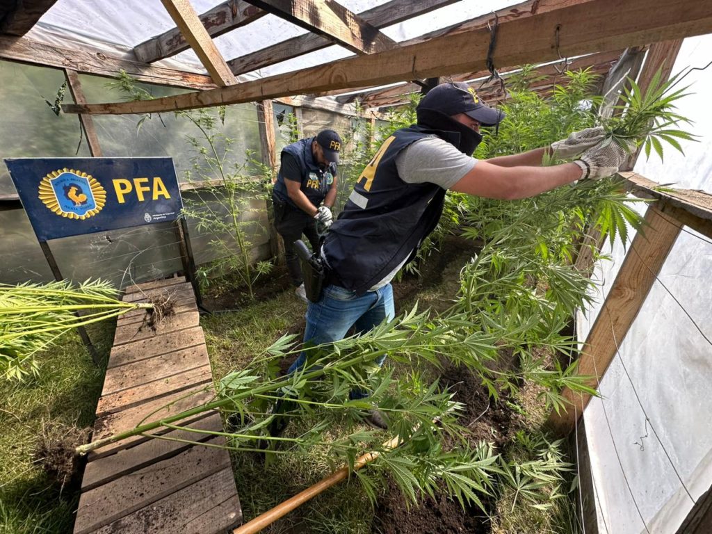 Policía Federal secuestró 120 kilos de plantas de marihuana valuadas en 20 millones de pesos