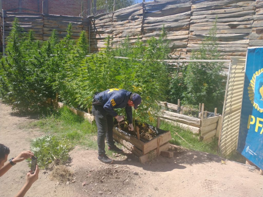 Desmantelaron una gran plantación de marihuana en Río Negro