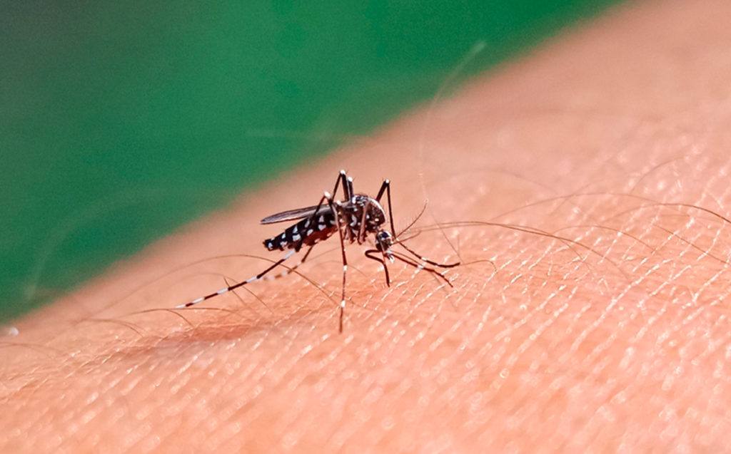 Córdoba atraviesa un brote de dengue con más de 60 mil contagios