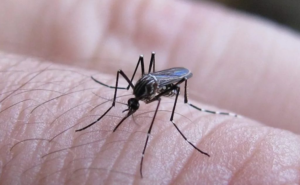 Dengue en Argentina: ¡Lo que tenés que saber!