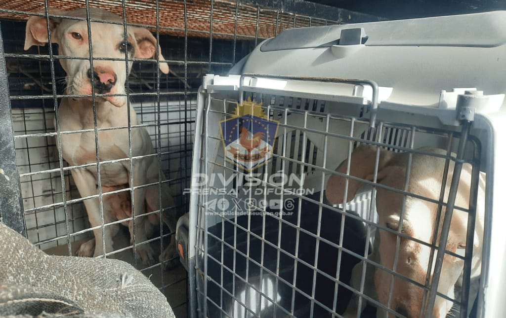 Rescate: En un segundo allanamiento retiraron a todos los perros maltratados de una casa en Cuenca XV